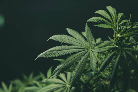 bienfaits cbd